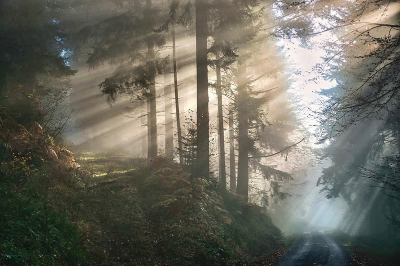 Enchanted Forest Clearing