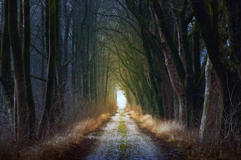 Enchanted Forest Clearing